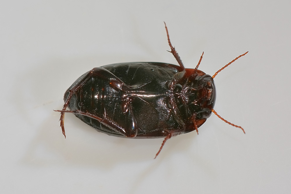 Agabus guttatus ssp. guttatus - Dytiscidae